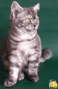 Британская кошечка окраса черный дым, Британская Короткошерстная Кошка