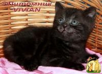 Британские дымные котята из питомника VIVIAN., Британская Короткошерстная Кошка