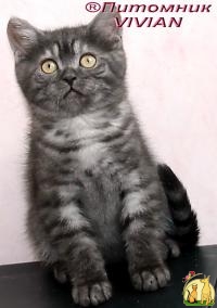Британские дымные котята из питомника VIVIAN., Британская Короткошерстная Кошка