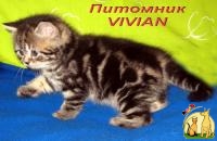 Британские мраморные котята из питомника VIVIAN., Бразильская Короткошерстная
