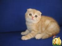Умильный шотландский вислоухий кремовый мраморный котенок!, Скоттиш Фолд