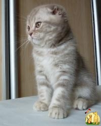 Продается шотландский вислоухий котенок, окраса лиловый мрамор.  Лучший котенок в помете, обладает шикарной внешностью, которая соответст, Скоттиш Фолд