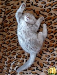 Продается шотландский вислоухий котенок, окраса лиловый мрамор.  Лучший котенок в помете, обладает шикарной внешностью, которая соответст, Скоттиш Фолд