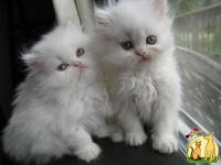 Blue Eyed White Persian Kittens, Персидская