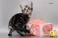 Американские короткошерстные котята. Рег. CFA, Американская Короткошерстная Кошка