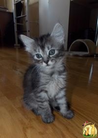 Сибирские котята, Сибирская Кошка