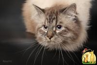 Предлагаем к резервированию невских маскарадных котят от чистокровных родителей., Невская Маскарадная
