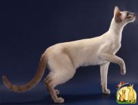 Чистопородные сиамо-ориентальные котята., Ориентальная короткошерстная