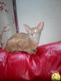 Абиссинский кот на вязку, Абиссинская Кошка
