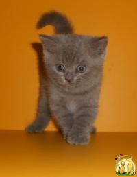 Чистокровная британская кошечка Deva Lia(BRI a), Британская Короткошерстная Кошка