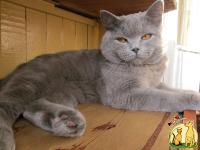 Шотландский прямоухий кот мечтает о вязке - Киев, Скоттиш Страйт
