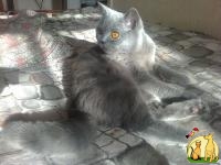 Шотландский прямоухий кот мечтает о вязке - Киев, Скоттиш Страйт