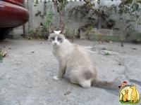 Котята (смесь сиамской и невской маскарадной породы ), Сиамская Кошка