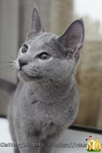 Роскошные русские голубые котята из питомника, Русская Голубая Кошка
