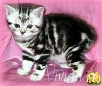 Британские мраморные котята из питомника VIVIAN, Британская Короткошерстная Кошка