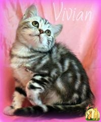 Британские мраморные котята из питомника VIVIAN, Бразильская Короткошерстная