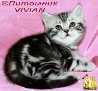 Британские мраморные котята из питомника VIVIAN, Бразильская Короткошерстная