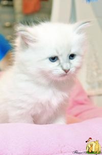 Котята-ангелята Невские Маскарадные, Сибирская Кошка