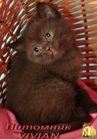 Британские шоколадные котята из питомника VIVIAN, Британская Короткошерстная Кошка