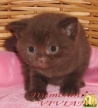 Британские шоколадные котята из питомника VIVIAN, Британская Короткошерстная Кошка