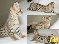 savannah kittens and Cheetah cubs for sale, Саванна