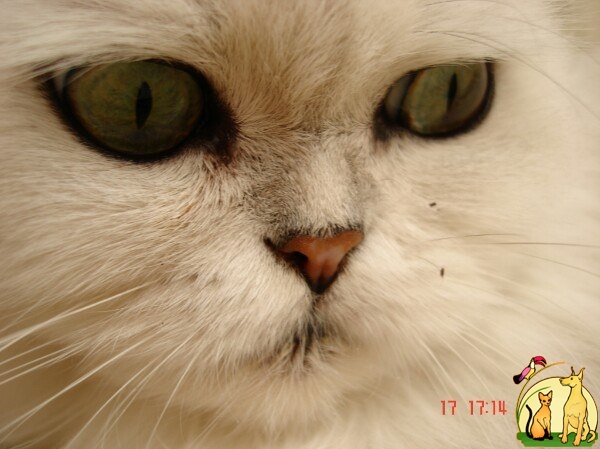 Ищу кота для вязки серебристая шиншилла, Персидская
