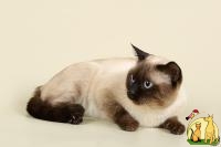 Вязка - Тайский кот, Тайская Кошка