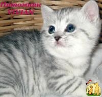 Британские котята вискас из питомника VIVIAN, Британская Короткошерстная Кошка
