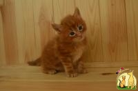 ПРОДАЖА! Роскошный рыжий котенок МЕЙН КУН для Души!, Мейн Кун