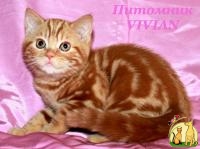 Британский котик красный мрамор из питомника VIVIAN., Британская Короткошерстная Кошка