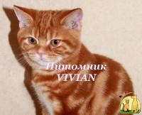 Британский котик красный мрамор из питомника VIVIAN., Британская Короткошерстная Кошка