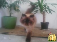 Персидский кот готов к вязке, Персидская