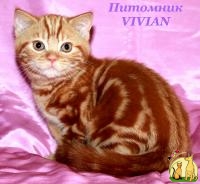 Британский котик красный мрамор из VIVIAN., Британская Короткошерстная Кошка