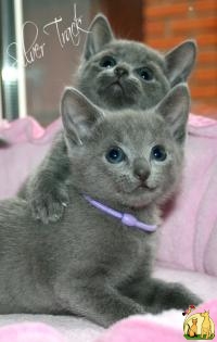 Русские голубые котята, Русская Голубая Кошка