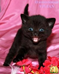 Британские черные котята из питомника VIVIAN., Британская Короткошерстная Кошка