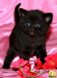 Британские черные котята из питомника VIVIAN., Британская Короткошерстная Кошка