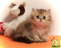Золотой персидский котик , шиншиллка, Шиншилла Длинношерстная