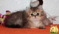 Золотой персидский котик , шиншиллка, Шиншилла Длинношерстная
