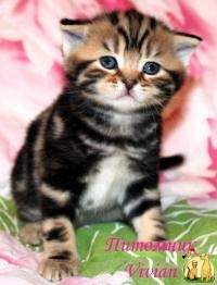 британские котята из питомника VIVIAN., Британская Короткошерстная Кошка
