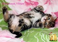 британские котята из питомника VIVIAN., Британская Короткошерстная Кошка