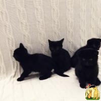 Черные котята, Скоттиш Страйт