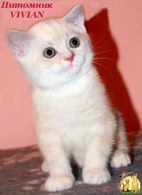 Британский котик кремовый мрамор на серебре из VIVIAN., Британская Короткошерстная Кошка