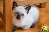 Сиамские не ориентальные (тайские) котята. от заводчика с документами, Сиамская Кошка