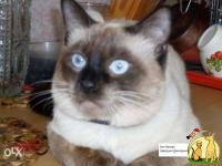 Сиамский не ориентальный (Тайский, старосиамский) кот на случку/вязку, Сиамская Кошка