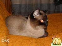 Сиамский не ориентальный (Тайский, старосиамский) кот на случку/вязку, Сиамская Кошка