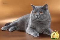Британский кот Еврочемпион, приглашает на вязку, Британская Короткошерстная Кошка