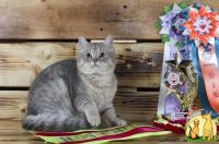 Выставочный бридовый котенок, Бурмилла Короткошерстная