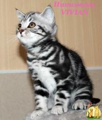 Питомник британских кошек VIVIAN., Британская Короткошерстная Кошка