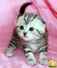 Шотландские вислоухие котята из VIVIAN., Британская Короткошерстная Кошка