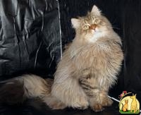 Вязка с чистопородным сибирским котом (несет ген невсккого окраса), Сибирская Кошка